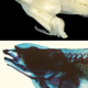 Illustration for article titled Well, this fish has genitals coming out of its throat